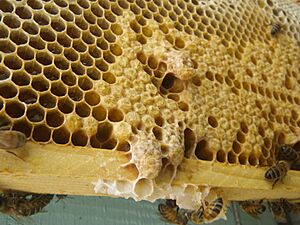 Capped emergency supercedure queen cells of the honey bee