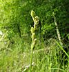 Carex alata