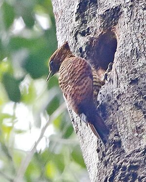 Celeus undatus - Waved woodpecker (female on the nest).jpg