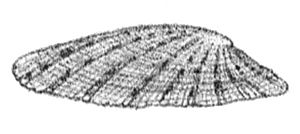 Cellana stellifera shell 2