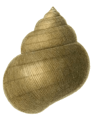 Cipangopaludina cathayensis shell 3
