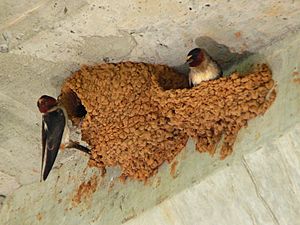 Cliff Swallow-27527-2