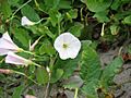 Convolvulus arvensis