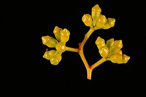 Corymbia bloxsomei buds