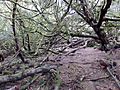 Craigends Yew grove, Houston, Renfrewshire - layering branches