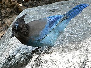 Cyanocitta stelleri 08585