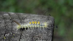 Definite Tussock Moth (Orgyia definita), Larva - Guelph 03