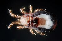Dermanyssus cfr gallinae (5021757436)