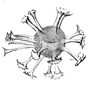 Dinocyst drawn by Ehrenberg in 1837