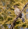 Dulus dominicus