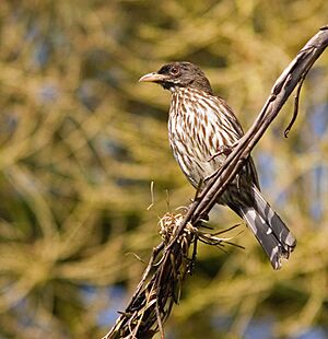 Dulus dominicus