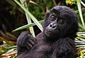 Eastern Lowland Gorilla Infant in Kahuzi Biega National Park