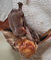 Eastern Red Bat with three babies.