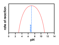 Effect of pH on enzymes
