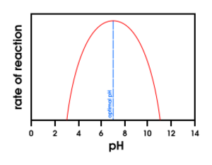 Effect of pH on enzymes