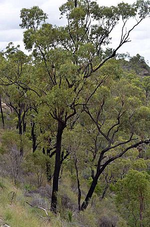 Eucalyptus beaniana habit.jpg