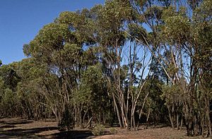 Eucalyptus froggattii.jpg