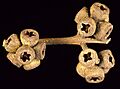 Eucalyptus kitsoniana fruit