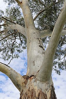 Eucalyptus parramattensis at Parramatta