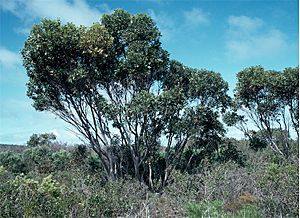 Eucalyptus semiglobosa.jpg