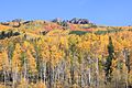 Fall Colors at Kebler Pass, Colorado USA