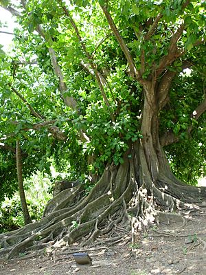 Ficus citrifolia.jpg