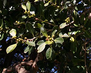 Ficus obliqua Kirsova PG Glebe yngfruit sml