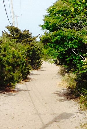 Fire Island "meat rack"