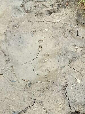 Footprints star tortoise