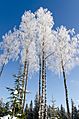 Frosty Birches - panoramio