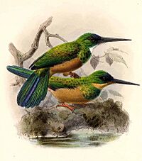 Galbula galbula - Keulemans