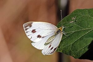 Green-veined white (Pieris napi lusitanica) female