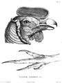 Head-claw-Vultur-gryphus-Humboldt-Zoologie-T09p170