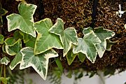 Hedera helix Leaves 3008px