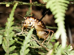 Hemiandrus pallitarsis female