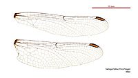 Hemigomphus theischingeri male wings (34928302531)