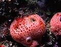 Hemimycale columella 1 (Bowerbank, 1874)