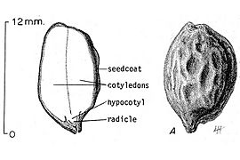 Jojoba.seed