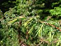 Juniperus communis MF