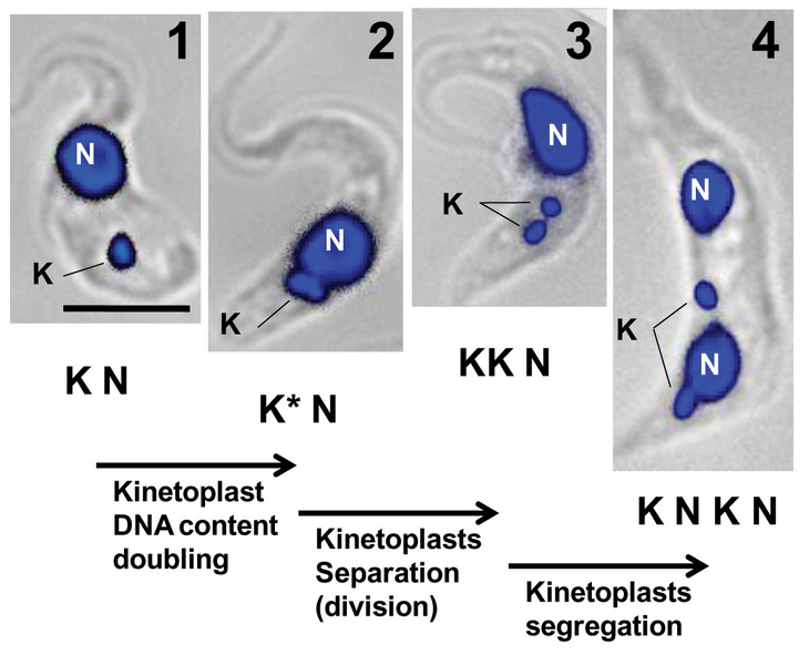Kinetoplast dividing