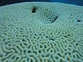 Large Bleached Brain Coral on Pickles Reef, Key Largo (15459237241)