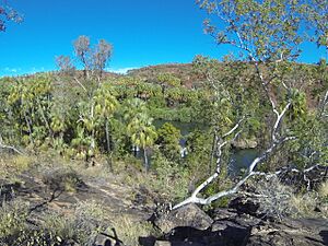 Lawn Hill Gorge - panoramio (76)