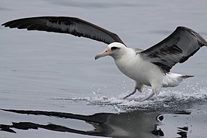 Laysan Albatross in Aleutians by USFWS