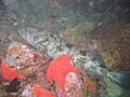 Lingcod2