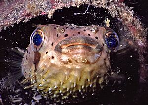Long-spinned Porcupinefish Diodon holacanthus (7976269190)