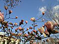 MagnoliaJP