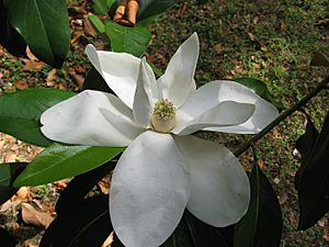 Magnolia grandiflora flower 01 by Line1