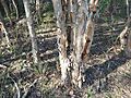 Melaleuca alternifolia bark