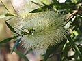 Melaleuca salicina (leaves and flowers)