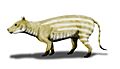 Merycoidodon BW